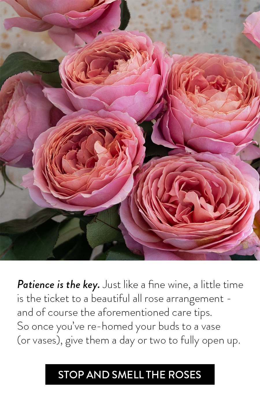 Patience is the key. Just like a fine wine, a little time is the ticket to a beautiful all rose arrangement - and of course the aforementioned care tips. So once you’ve re-homed your buds to a vase (or vases), give them a day or two to fully open up. Stop And Smell The Roses