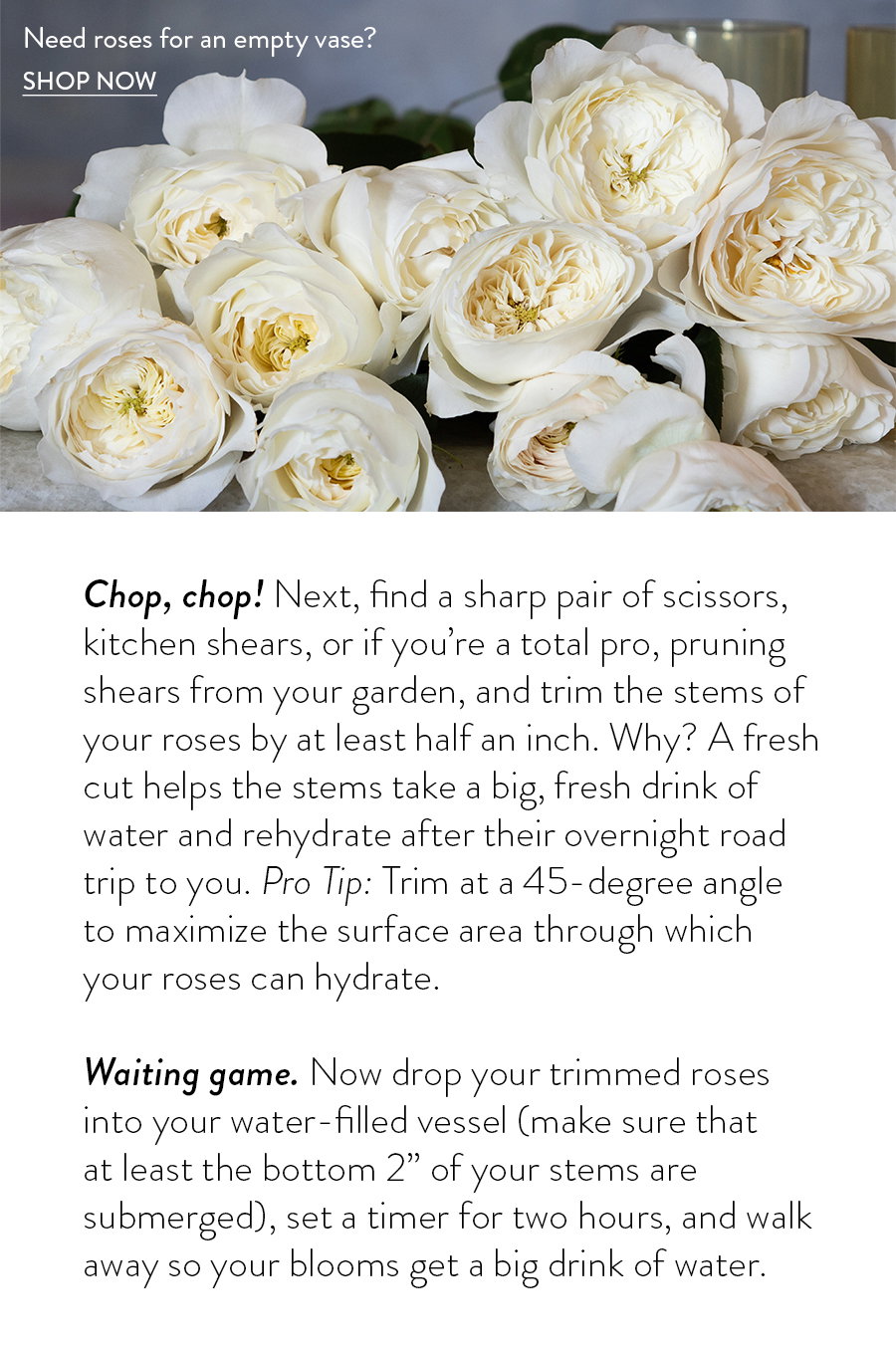 Chop, chop! Next, find a sharp pair of scissors, kitchen shears, or if you’re a total pro, pruning shears from your garden, and trim the stems of your roses by at least half an inch. Why? A fresh cut helps the stems take a big, fresh drink of water and rehydrate after their overnight road trip to you. Pro Tip: Trim at a 45-degree angle to maximize the surface area through which your roses can hydrate. Waiting game. Now drop your trimmed roses into your water-filled vessel (make sure that at least the bottom 2” of your stems are submerged), set a timer for two hours, and walk away so your blooms get a big drink of water.