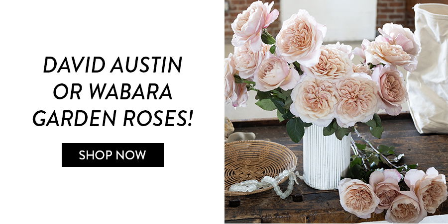 David Austin or Wabara Garden Roses!