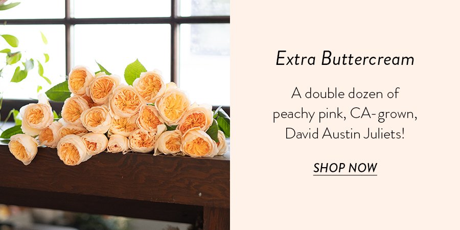 A double dozen of peachy pink, CA-grown, David Austin Juliets! SHOP NOW