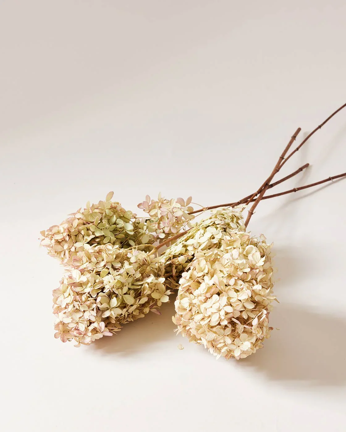 Image of Dried Limelight Hydrangea