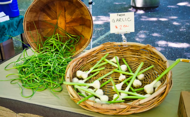 Green garlic scapes at the farmers market next to fresh green garlic