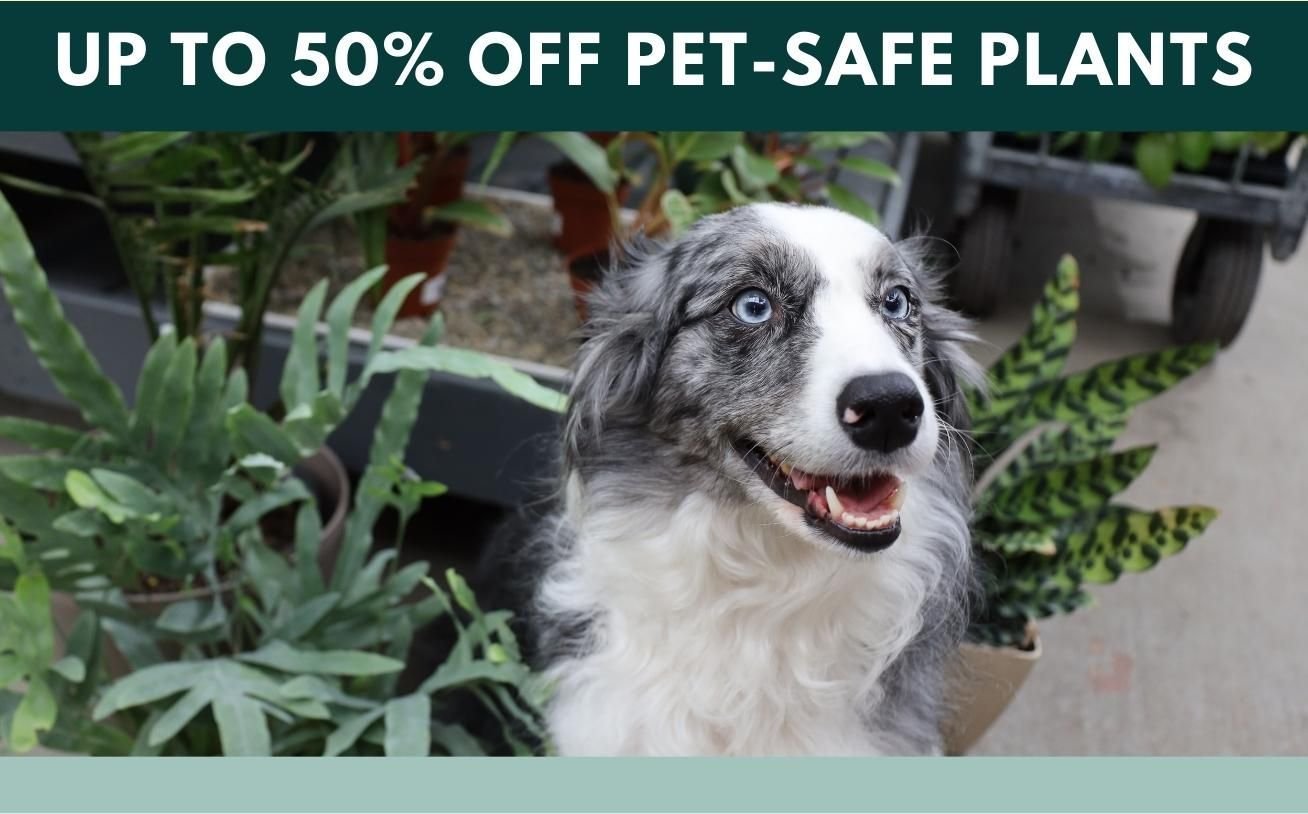 pet safe plants