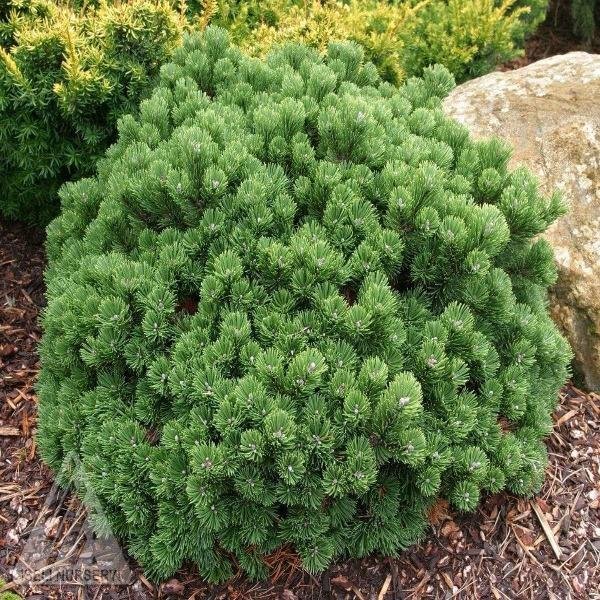 Image of Dwarf<br> Mugo Pine
