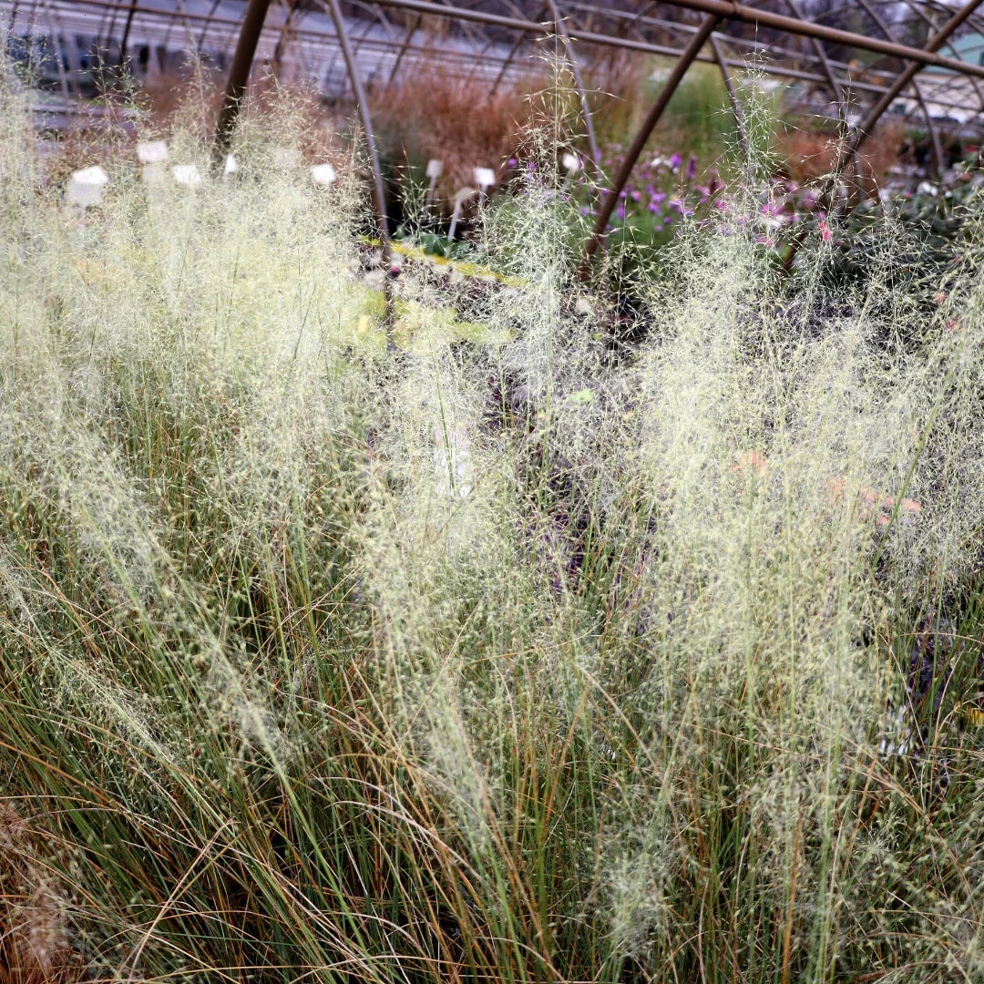 Image of White Cloud<BR> Muhly Grass