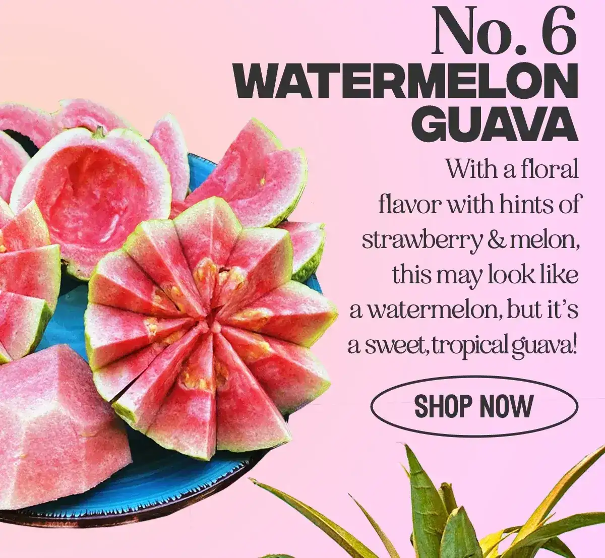 Watermelon Guava