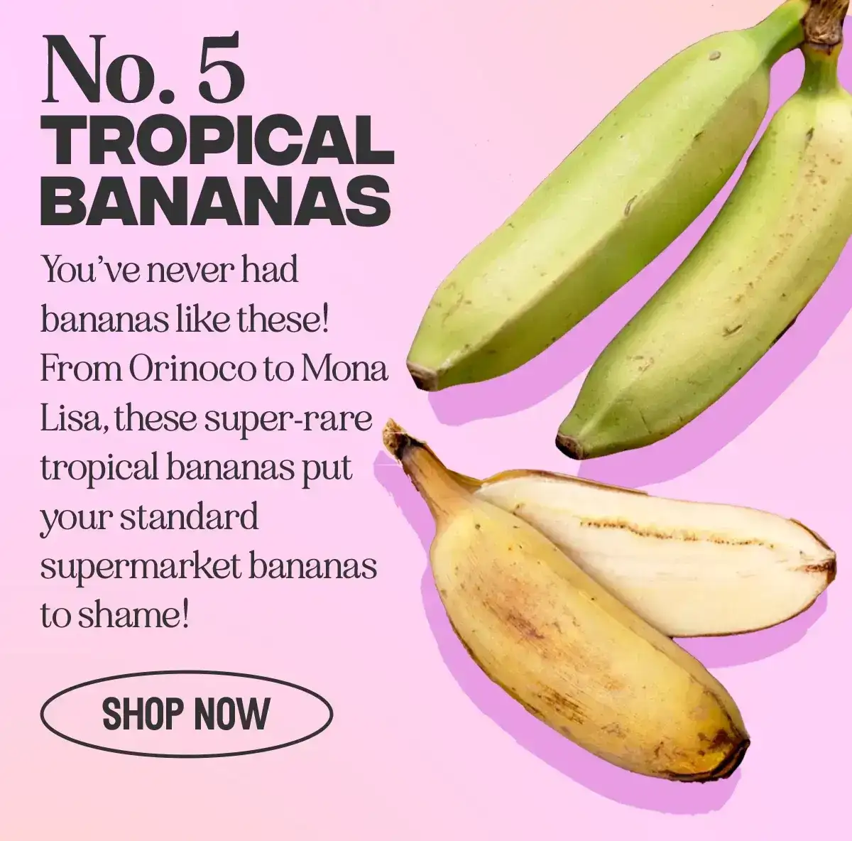 Tropical Bananas