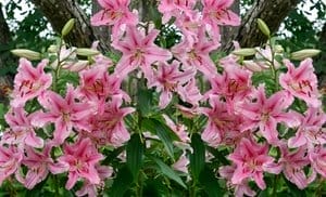 Giant Stargazer Lily Flower B...