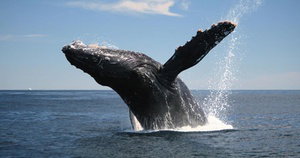 Up to 44% Off on Miss Belmar Whale Watching on Jersey Shore