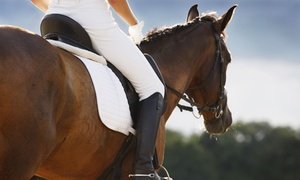 Up to 51% Off Private Horseback-Riding Lessons