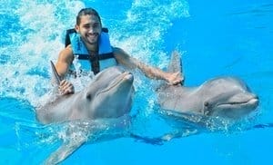 Dolphin Experiences