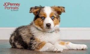 Up to 88% Off Family & Pet Photo Session at JCPenney Portraits