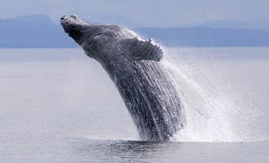 Whale & Dolphin Watching Cruise