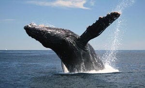 Whale-Watching Trips