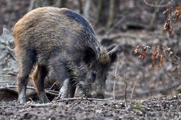 Article-5 Tips for Long-Distance Feral Hog Hunting