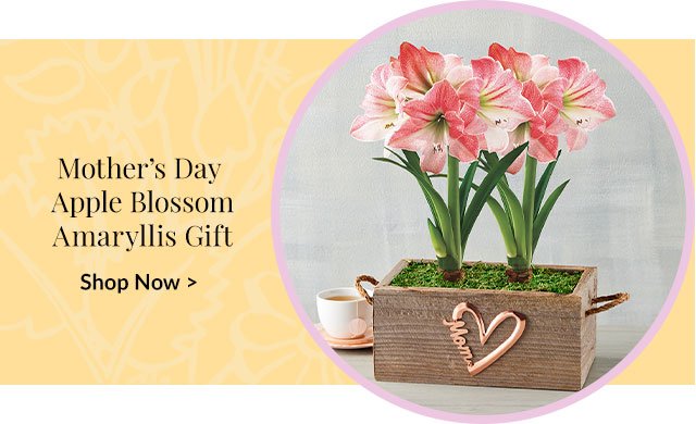 Mother's Day Apple Blossom Amaryllis Gift 