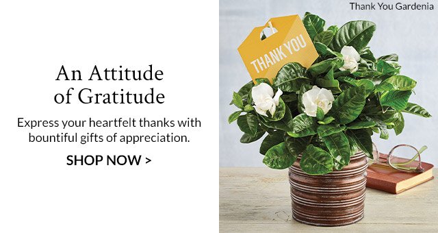 An Attitude of Gratitude - Express your heartfelt thanks with bountiful gifts of appreciation.