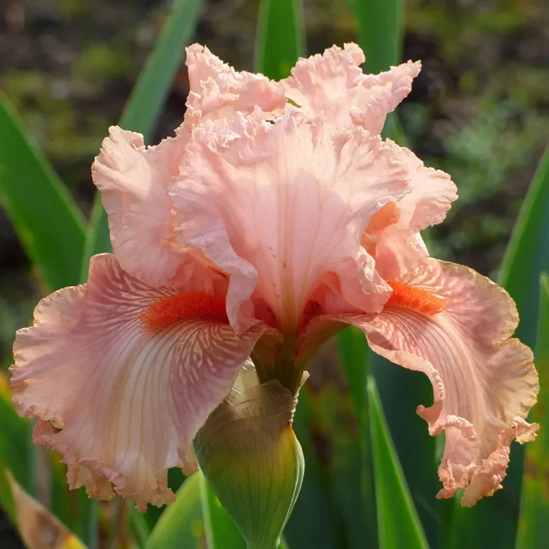 Augustine Bearded Iris