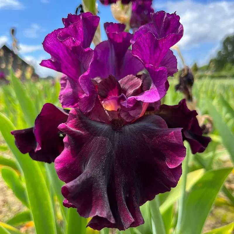 Silken Trim Bearded Iris