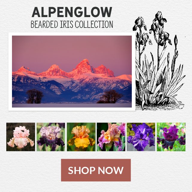 Alpenglow Bearded Iris Collection - Shop Now