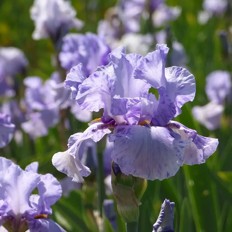 Elainealope Reblooming Bearded Iris