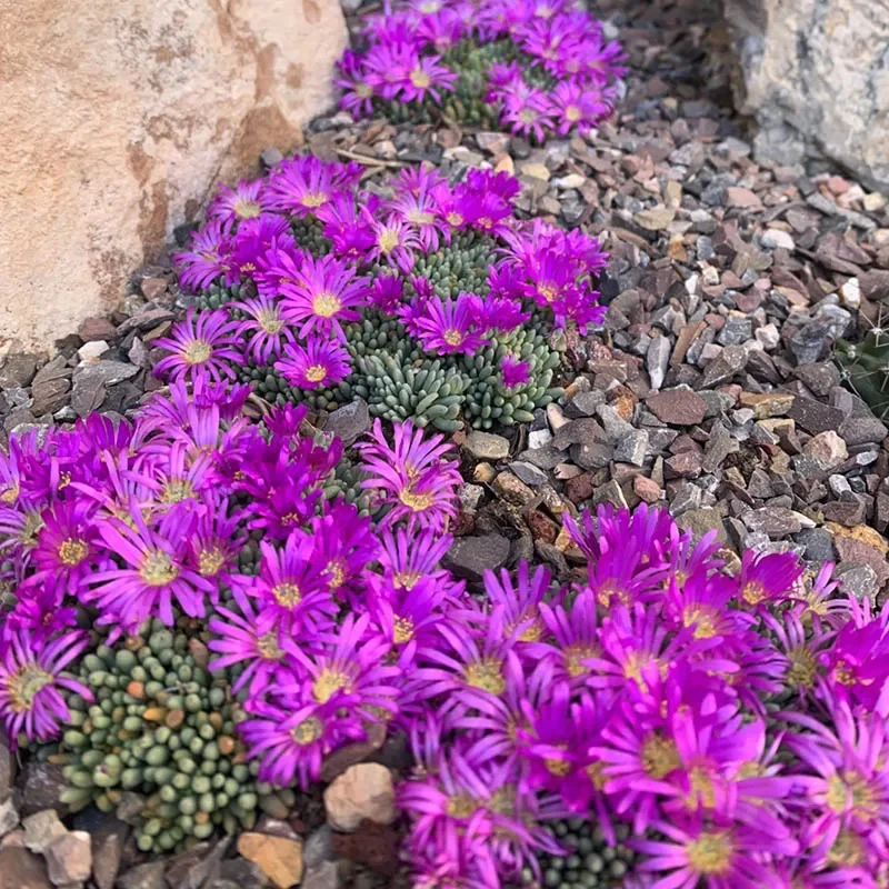 Groundcovers