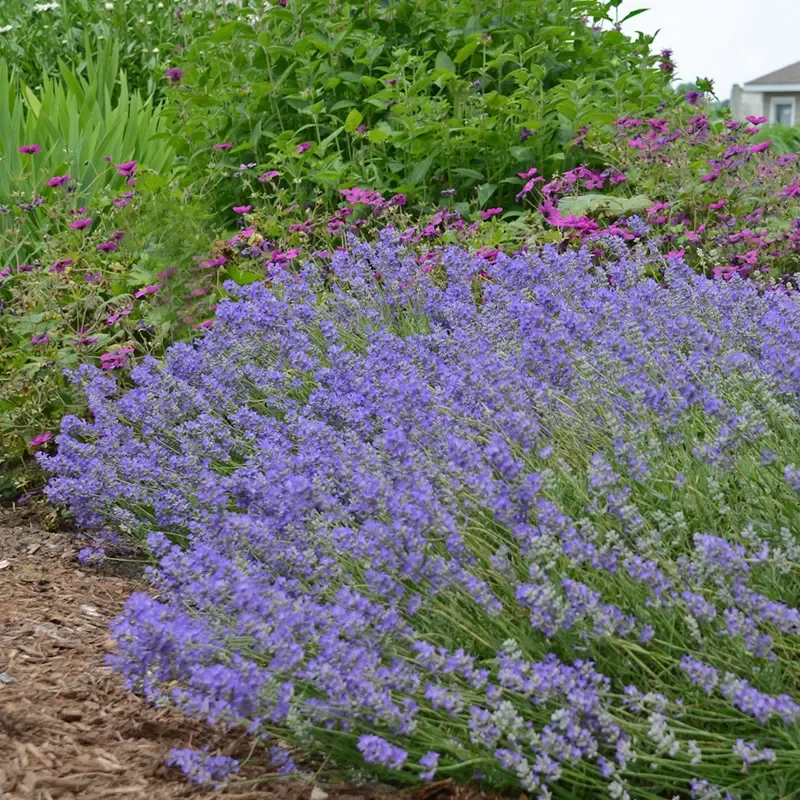 Plants In Flats