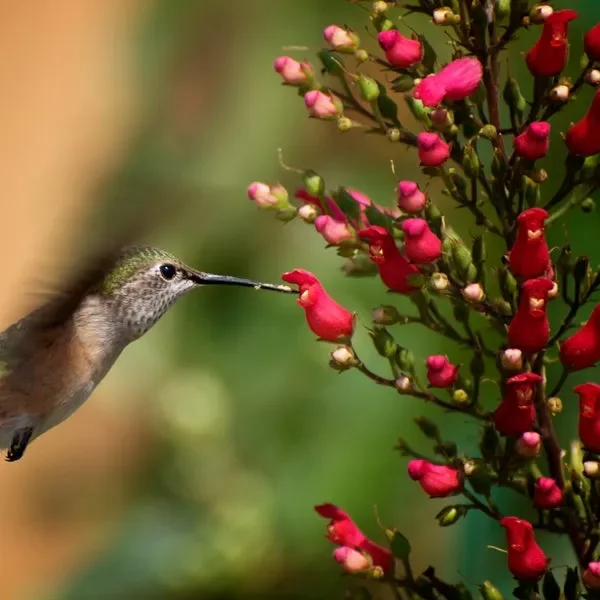 Hummingbird Plants