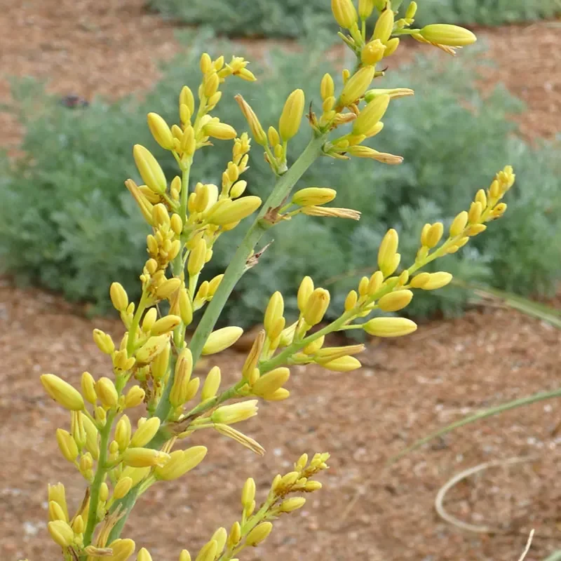 Desert Landscaping Plants