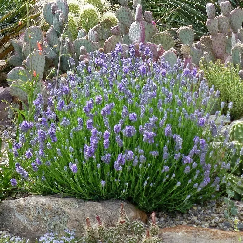 Desert Landscaping Plants