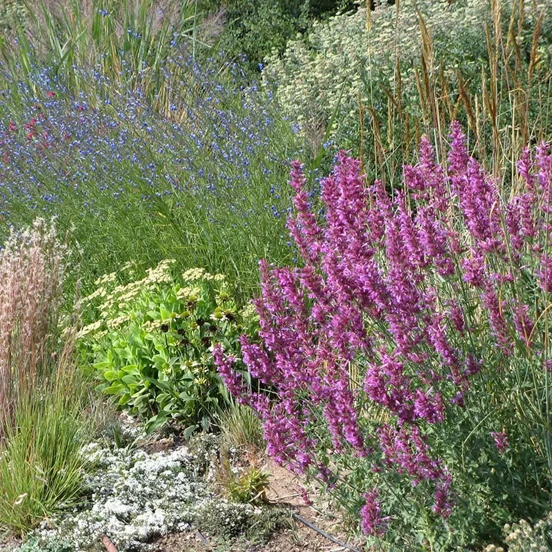 Plants For Western Gardens