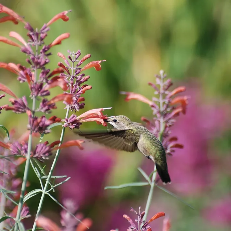 Hummingbird Plants