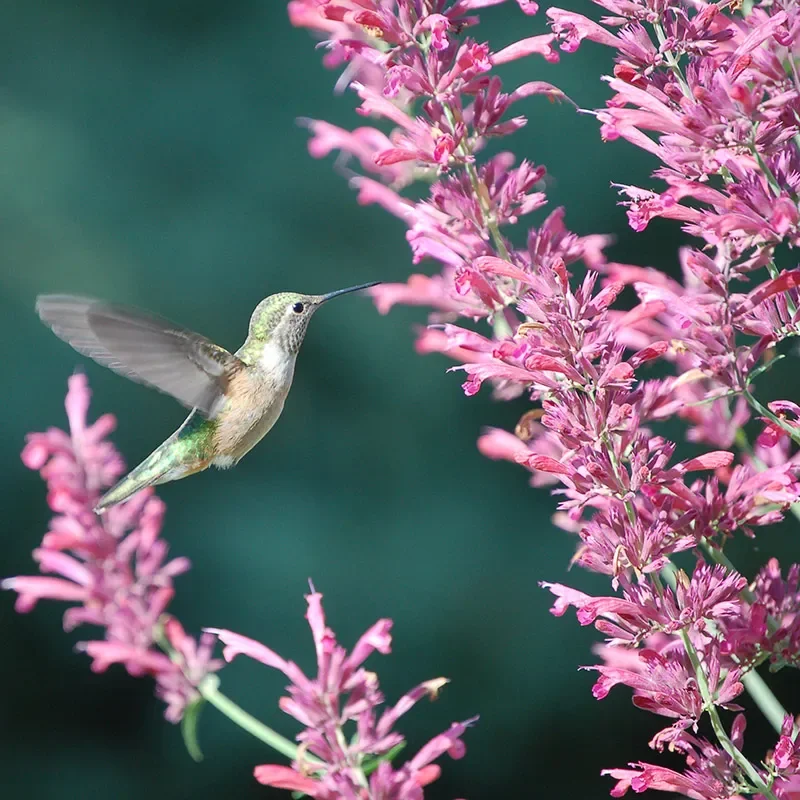 Desert Solstice Agastache