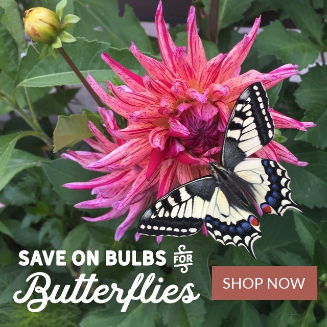 Save On Bulbs For Butterflies Shop Now