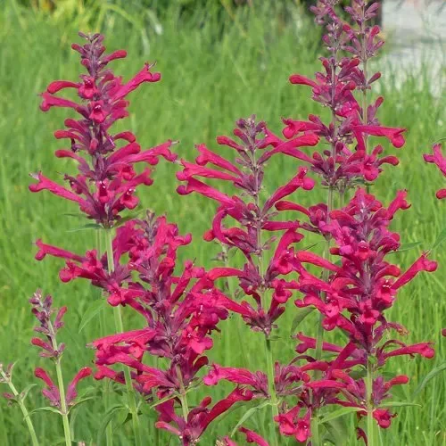 Red Happiness Agastache