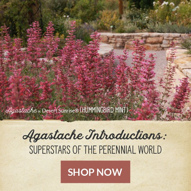 Agastache Introductions: Superstars Of The Perennial World Shop Now