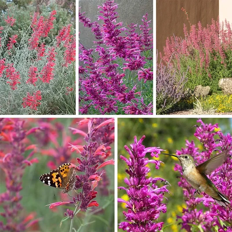 Best In Show Agastache Collection