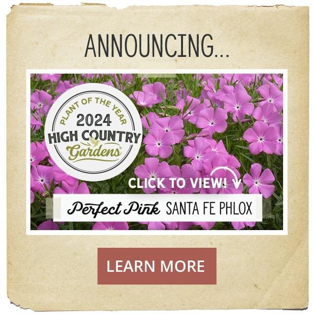 Announcing 2024 High Country Gardens Plant Of The Year - Perfect Pink Santa Fe Phlox - Learn More