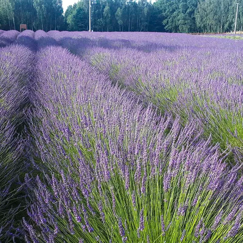 Lavandula | Lavender