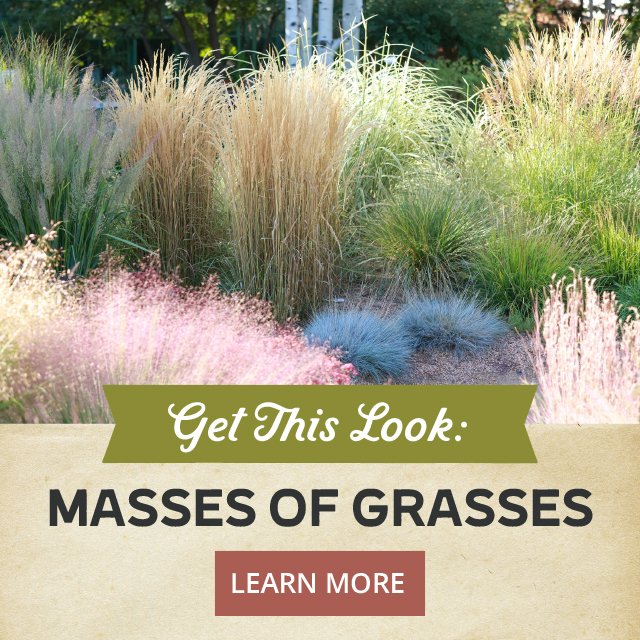 Get This Look: Masses Of Grass - Learn More