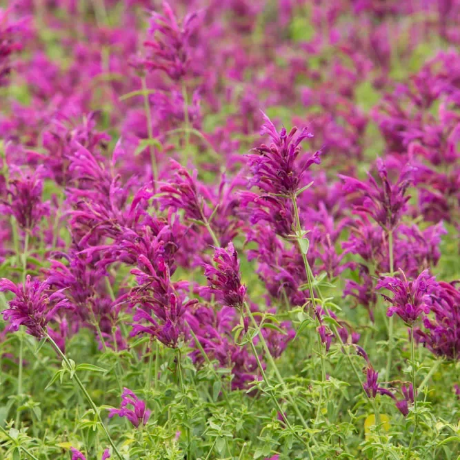  Agastache | Hummingbird Mint