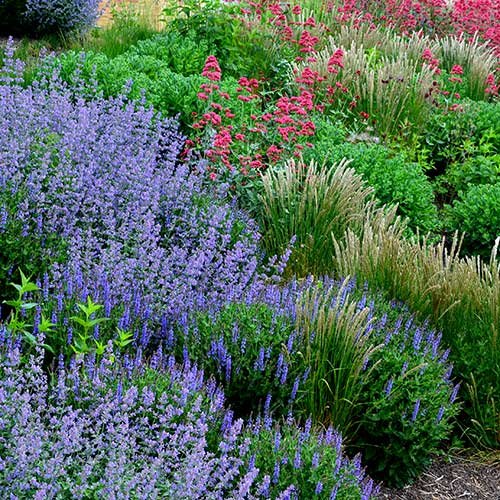 Shop All Plants In Trays