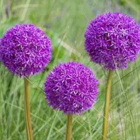 Purple Sensation Allium