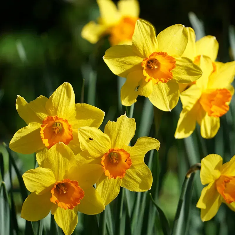 Daffodil Flower Bulbs