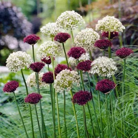 Allium atropurpureum