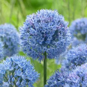 True Blue Allium