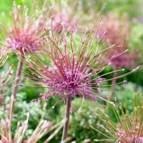 Schubert's Allium