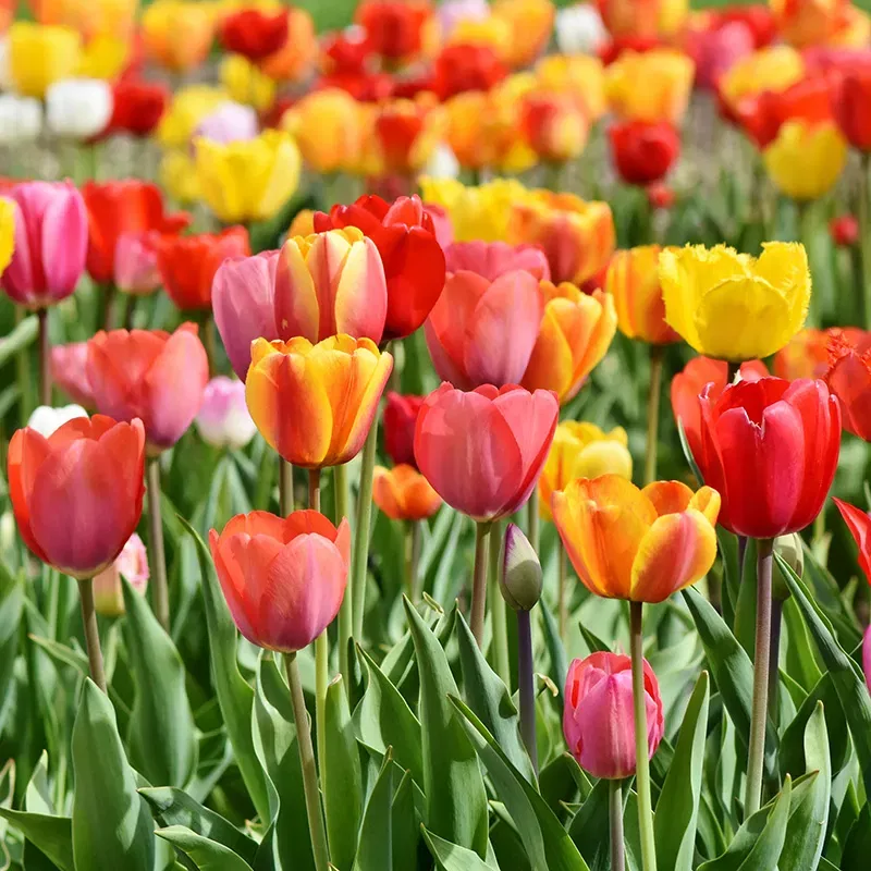 Tulip Flower Bulbs