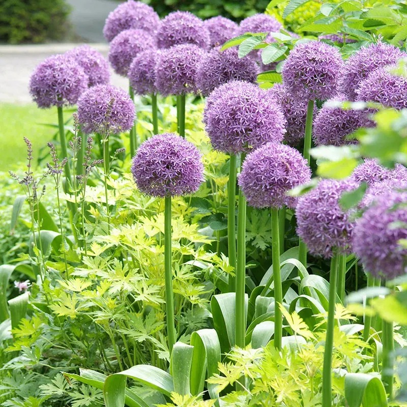 Allium Flower Bulbs