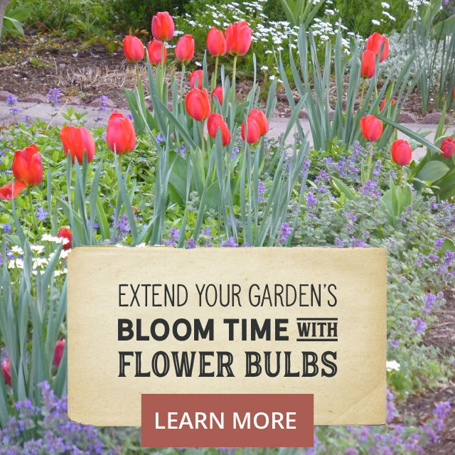 Extend your garden's bloom time with flower bulbs